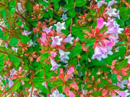 closeup blooming pink flowers with green leaves by Timmy333