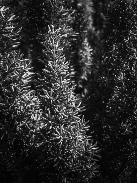 closeup spiky succulent plant in black and white by Timmy333