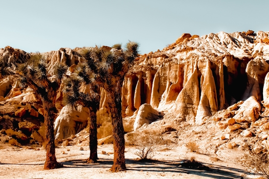 Desert and cactus at Red Rock Canyon State Park California USA by Timmy333