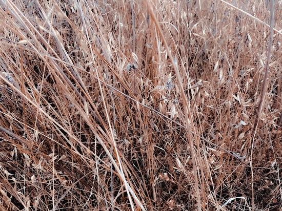 dry brown grass field texture abstract background by Timmy333