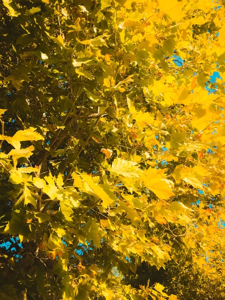 closeup yellow leaves texture abstract background by Timmy333