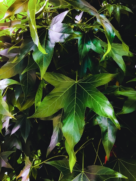 closeup tree with green leaves texture background by Timmy333