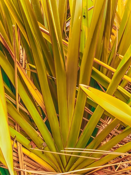 closeup yellow and green leaves texture abstract background by Timmy333