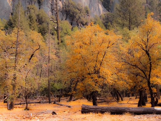 autumn tree garden at Yosemite national park California USA by Timmy333