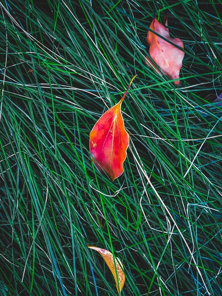 closeup orange leaves on the green grass field by Timmy333