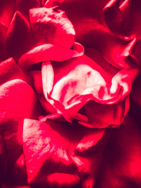 red rose background by Timmy333