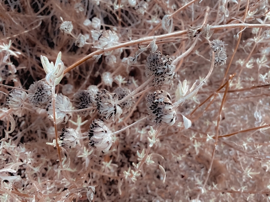 blooming dry flowers with brown dry grass background by Timmy333