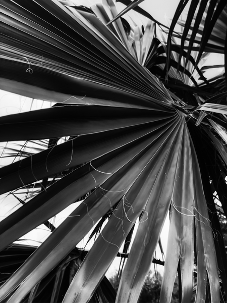 palm leaves texture abstract in black and white by Timmy333