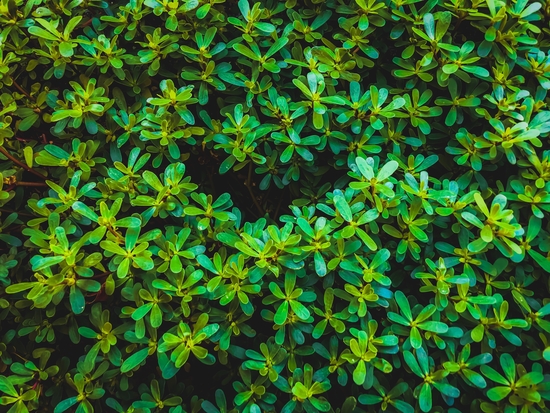 green leaves plant texture background by Timmy333