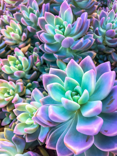 closeup green and pink succulent plant garden background by Timmy333