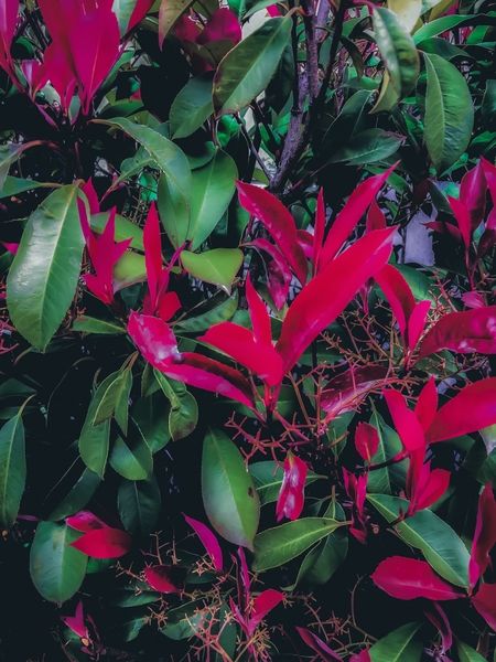 closeup green leaves and red leaves plant background by Timmy333