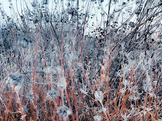 blooming dry flowers in the grass field in winter by Timmy333