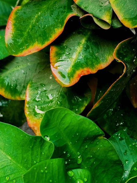 Closeup green tropical leaves plant texture background by Timmy333