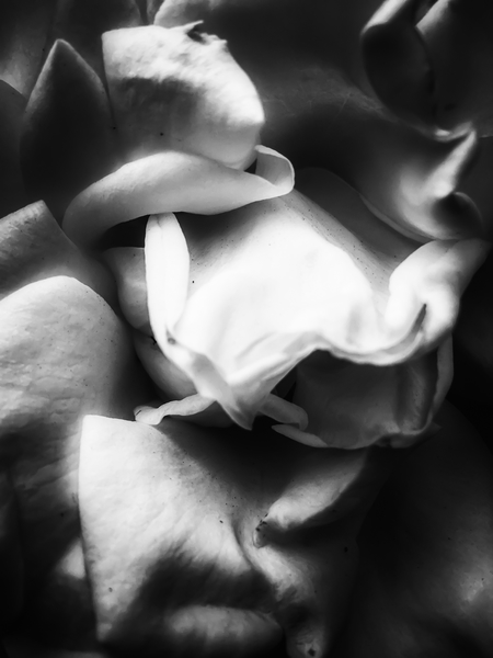 rose texture abstract background in black and white by Timmy333