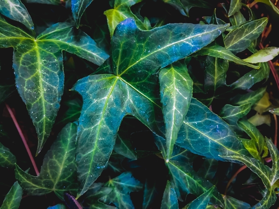 closeup green ivy leaves texture background by Timmy333