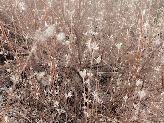 blooming dry plant with brown dry grass field abstract background by Timmy333