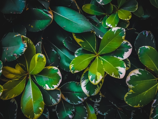 closeup green leaves texture background by Timmy333