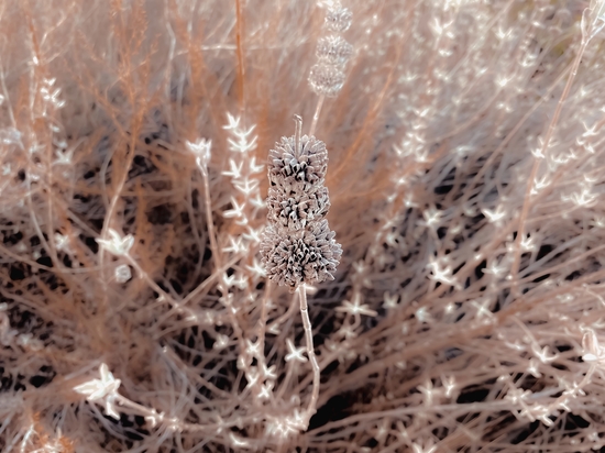 blooming dry flowers with brown dry grass field background by Timmy333