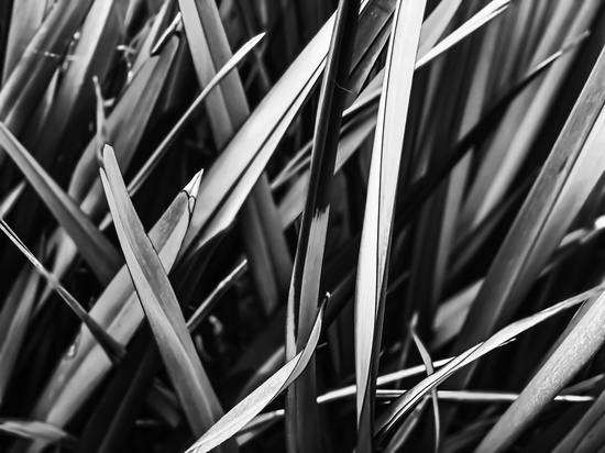 leaves texture abstract background in black and white by Timmy333