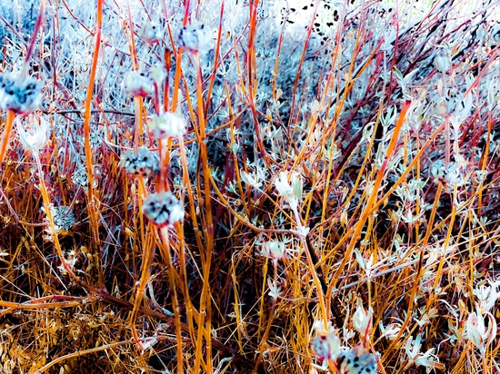 dry wildflowers abstract with dry grass background by Timmy333