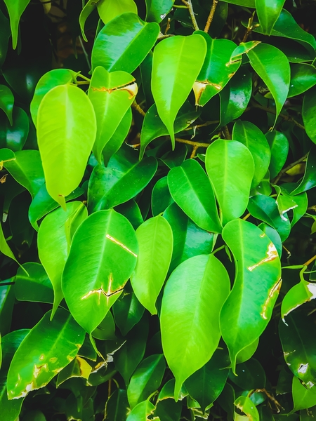 closeup green leaves background by Timmy333