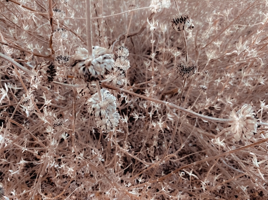 blooming dry flowers with brown dry grass texture abstract by Timmy333