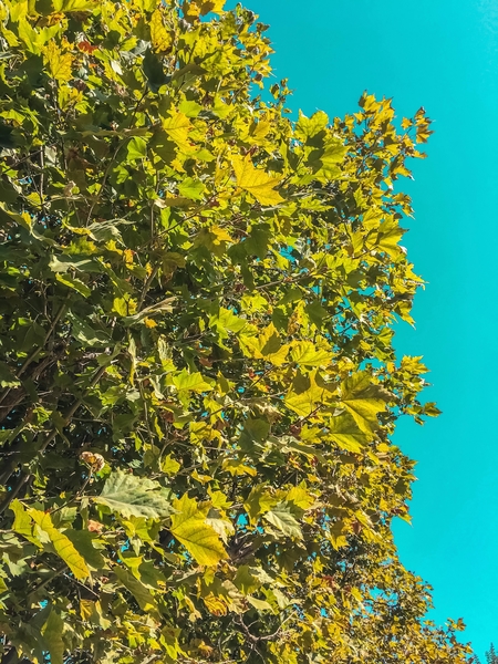 Green tree leaves with blue sky background by Timmy333