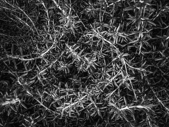 closeup leaves plant texture abstract in black and white by Timmy333