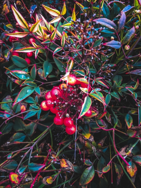 closeup red seed plant with green leaves by Timmy333