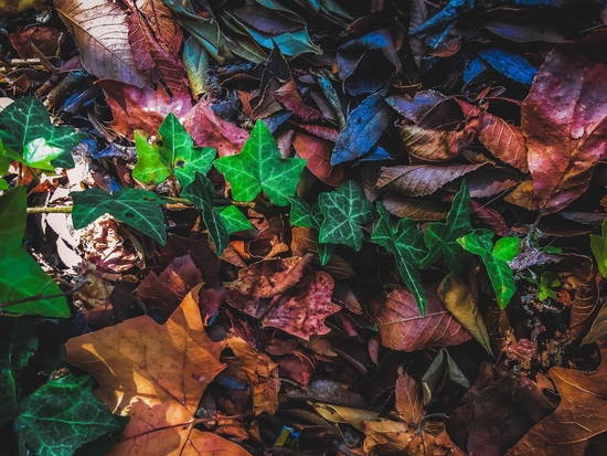 closeup green ivy leaves with brown dry leaves on the ground by Timmy333