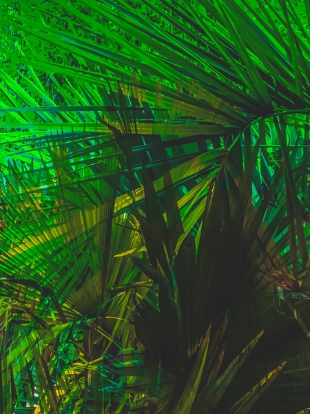 Closeup green palm leaves texture abstract background by Timmy333