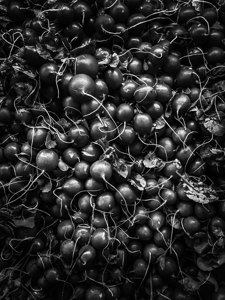 closeup fresh radish texture background in black and white by Timmy333