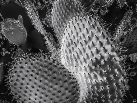 Closeup cactus plant texture background in black and white by Timmy333