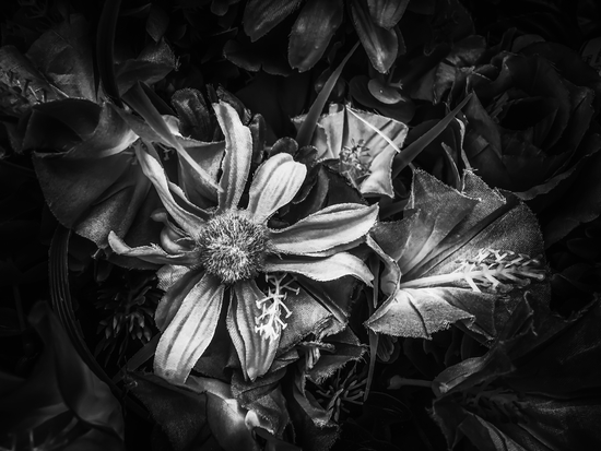 blooming flowers with pollen background in black and white by Timmy333