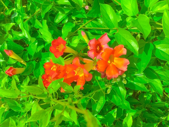 closeup blooming orange flowers with green leaves by Timmy333