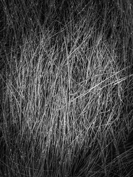 grass texture abstract in black and white by Timmy333