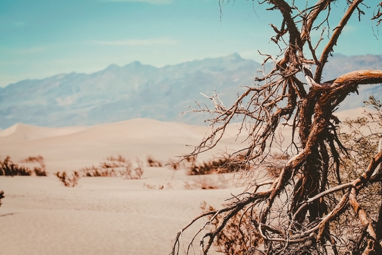 Tree branch with sand desert and mountain view at Death Valley national park California USA by Timmy333