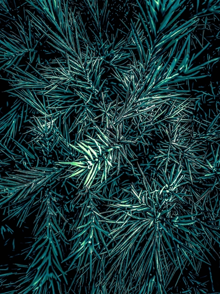 green spiky plant texture abstract background by Timmy333