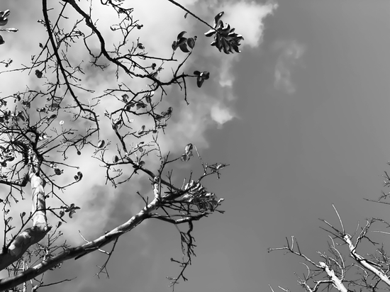 tree branches with clouds and sky background in black and white by Timmy333