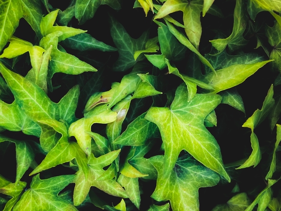 closeup green ivy leaves garden background by Timmy333