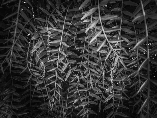 closeup leaves texture background in black and white by Timmy333