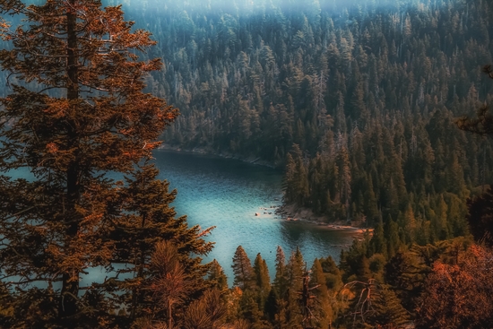 pine tree at Emerald Bay Lake Tahoe California USA by Timmy333