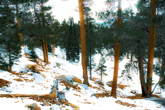 green pine tree with snow on the mountain at Palm Springs Aerial Tramway, California, USA by Timmy333