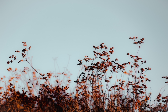 Closeup blooming wildflowers field with blue sky background by Timmy333