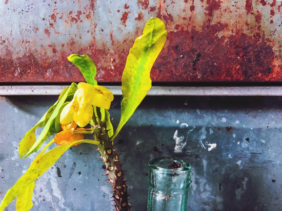 yellow euphorbia milii plant with old lusty metal background by Timmy333