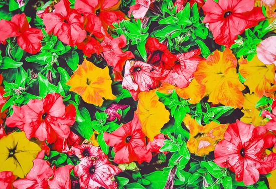 closeup flower abstract background in pink red yellow with green leaves by Timmy333