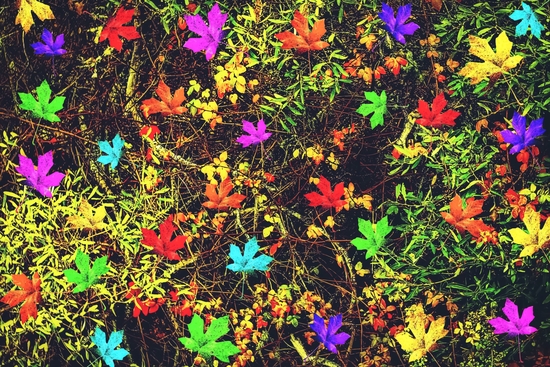 maple leaf in blue red green yellow pink orange with green creepers plants background by Timmy333