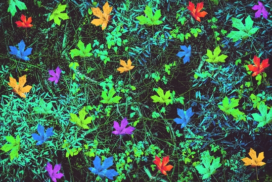 maple leaf in pink blue green yellow orange with green creepers plants background by Timmy333