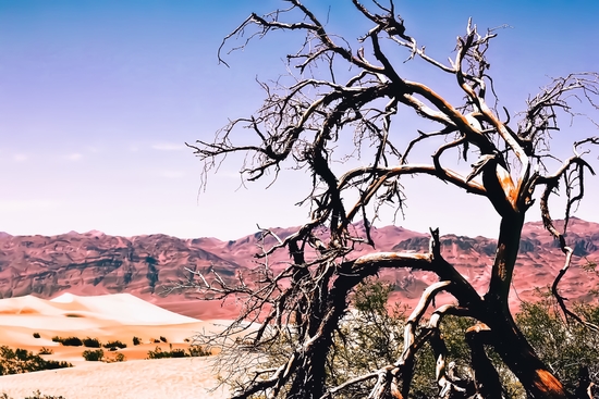 tree in the desert with mountain and blue sky in summer at Death Valley national park, USA by Timmy333