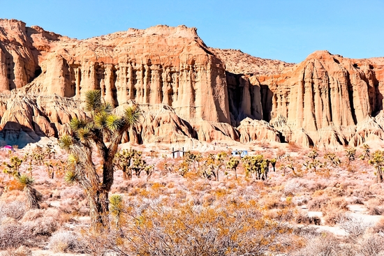 cactus in the desert with blue sky in summer at California,  USA by Timmy333